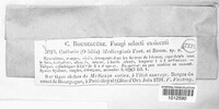 Orbilia medicaginis image